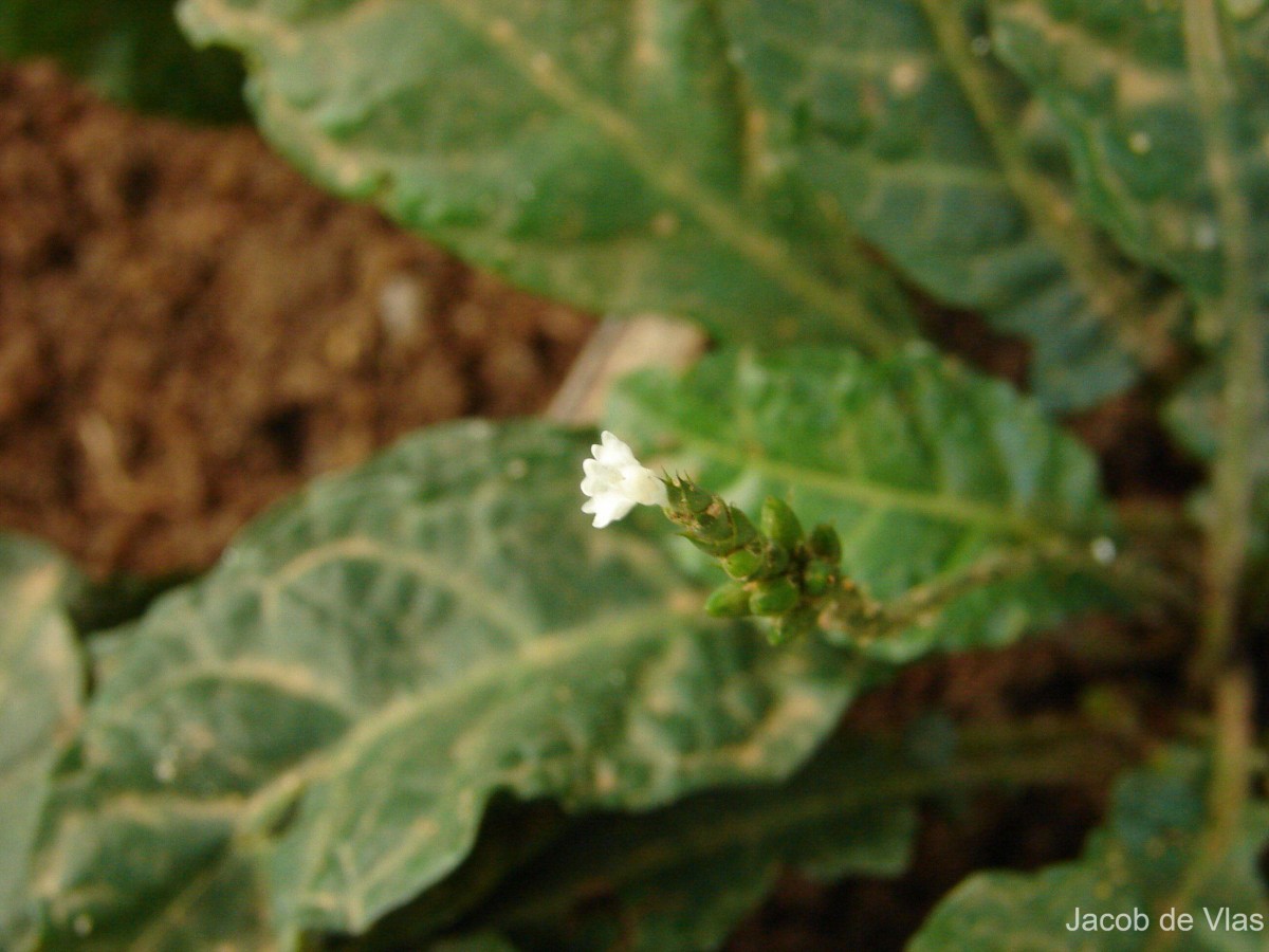 Elytraria acaulis (L.f.) Lindau